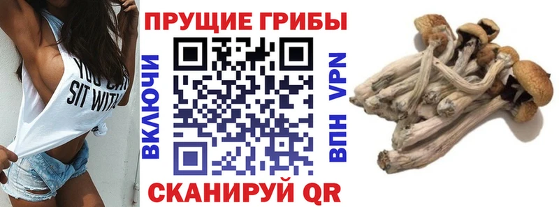 Галлюциногенные грибы Magic Shrooms  Афипский 